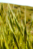 Image of purple false brome