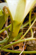 Image of chaparral false bindweed