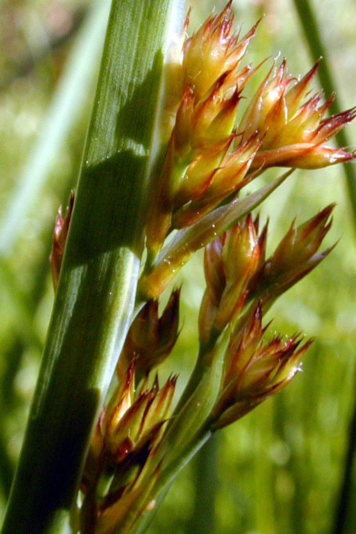 Juncus xiphioides E. Mey. resmi