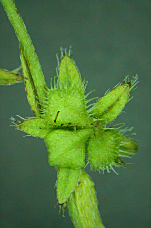 Plancia ëd Pectocarya pusilla (A. DC.) A. Gray