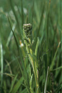 Image of San Diego pepperweed