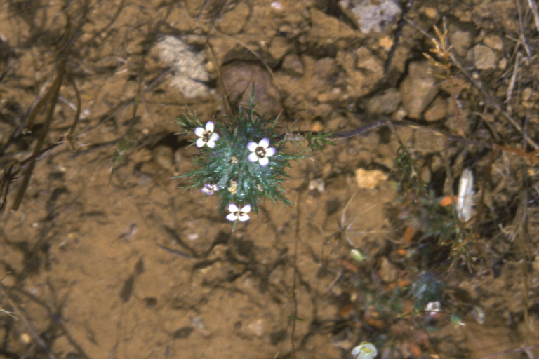 Image of Tehama pincushionplant