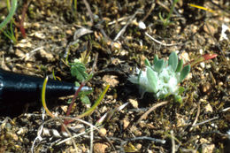 Image of Ahart's nailwort