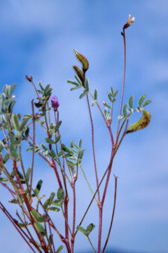 Image of depauperate milkvetch