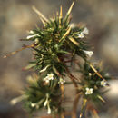 Image of awl-leaf pincushionplant