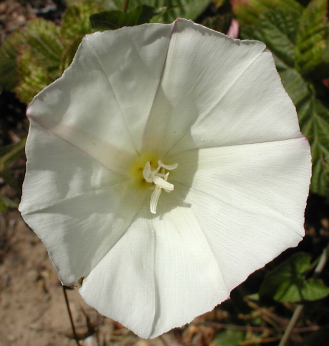 Image of Field Bindweed