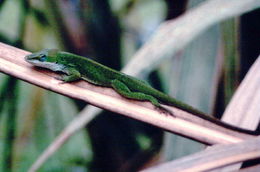 Image of American Anole