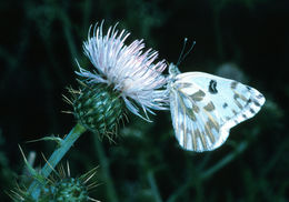 Plancia ëd Cirsium mohavense (Greene) Petr.