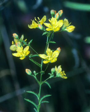 Image of glandular dwarf-flax