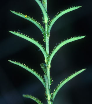 Image of glandular dwarf-flax