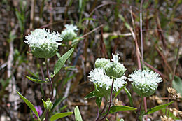 صورة Monardella candicans Benth.