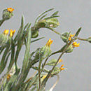 Image of tarweed