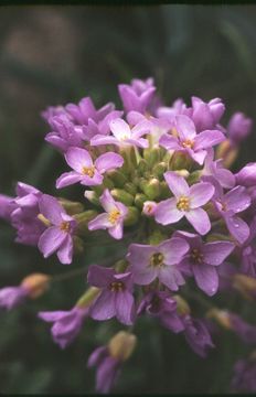 Image of wallflower phoenicaulis