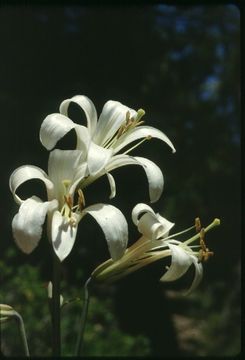 Image de Lilium washingtonianum Kellogg