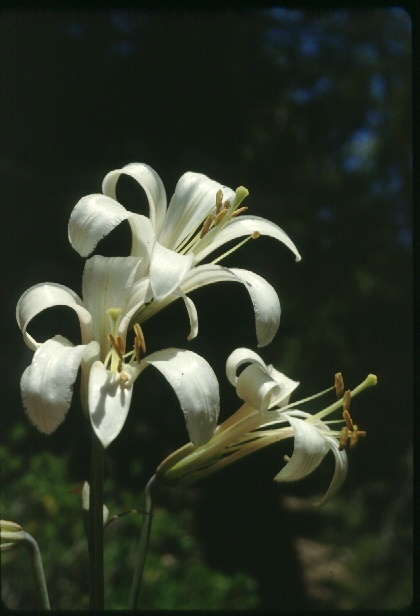 Lilium washingtonianum Kellogg resmi