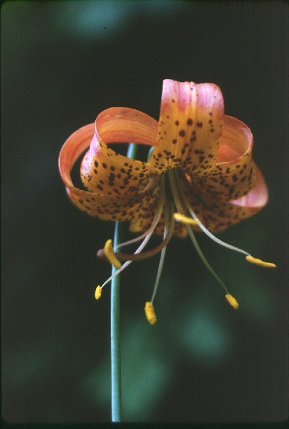 Lilium pardalinum Kellogg resmi