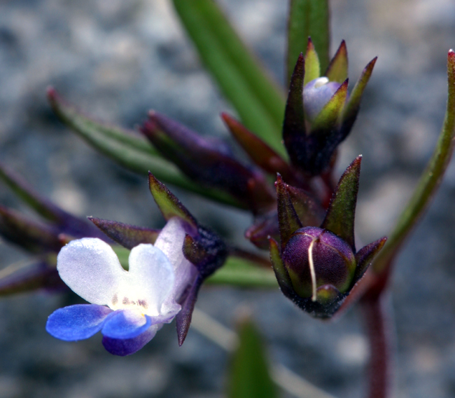 Image of maiden blue eyed Mary