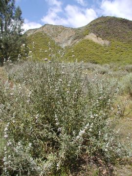 Image de Salvia leucophylla Greene