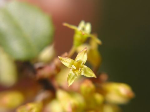 Image of <i>Rhamnus ilicifolia</i>