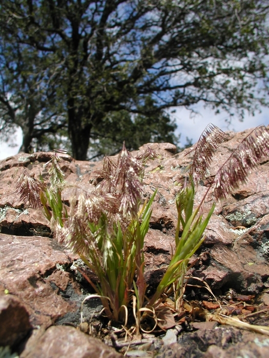 Image de Lamarckia aurea (L.) Moench