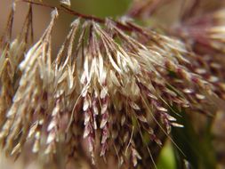 Lamarckia aurea (L.) Moench resmi