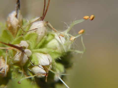 Image of imbricate phacelia