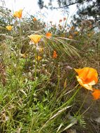 Image of tufted poppy