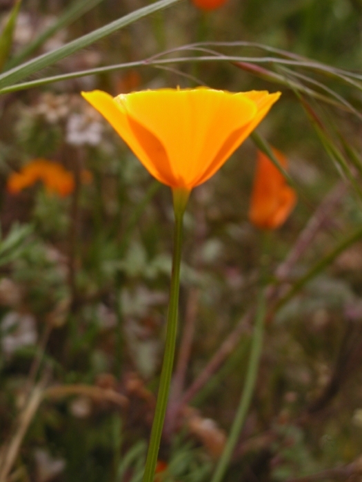 Image of tufted poppy