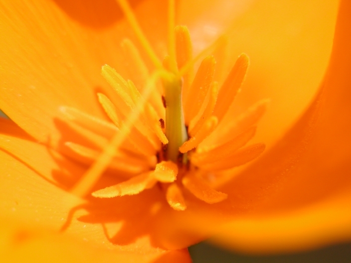 Image of tufted poppy