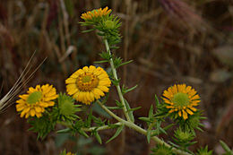 Sivun Centromadia pungens subsp. laevis (D. D. Keck) B. G. Baldwin kuva