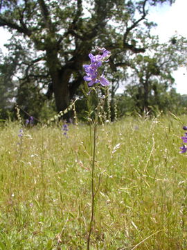 Image of Delphinium hutchinsonae Ewan