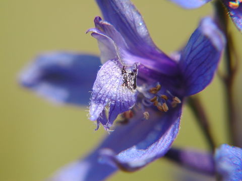 Image of Delphinium hutchinsonae Ewan