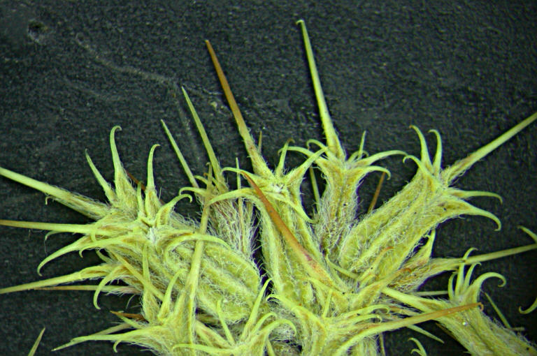 Image of oneawn spineflower