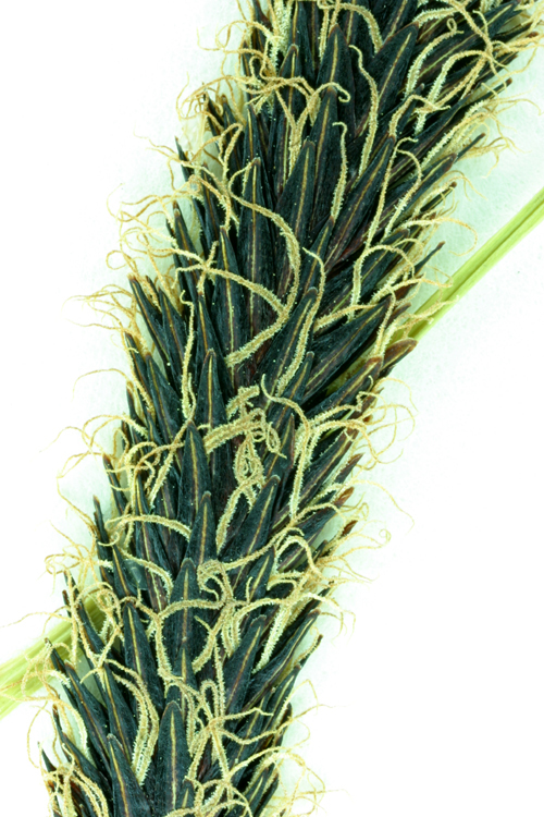 Image of Slough sedge