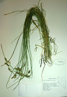 Image of western sedge