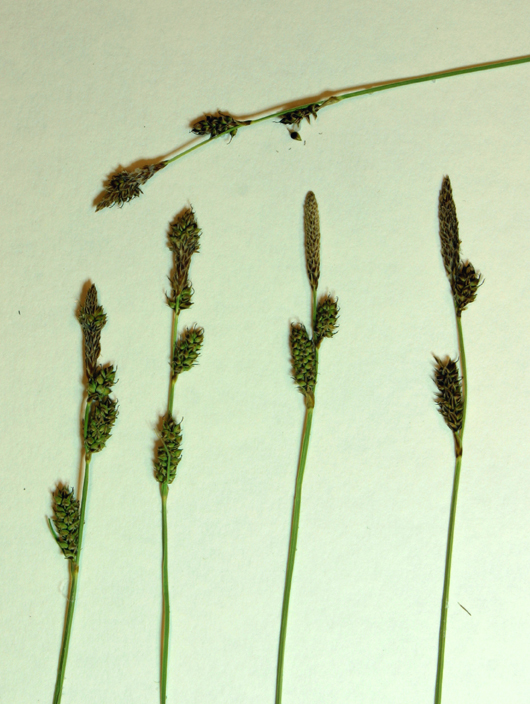 Image of Parry's Sedge