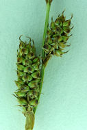 Image of Parry's Sedge