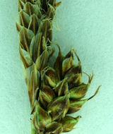 Image of Parry's Sedge