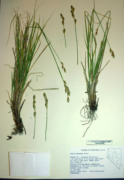 Image of Liddon sedge