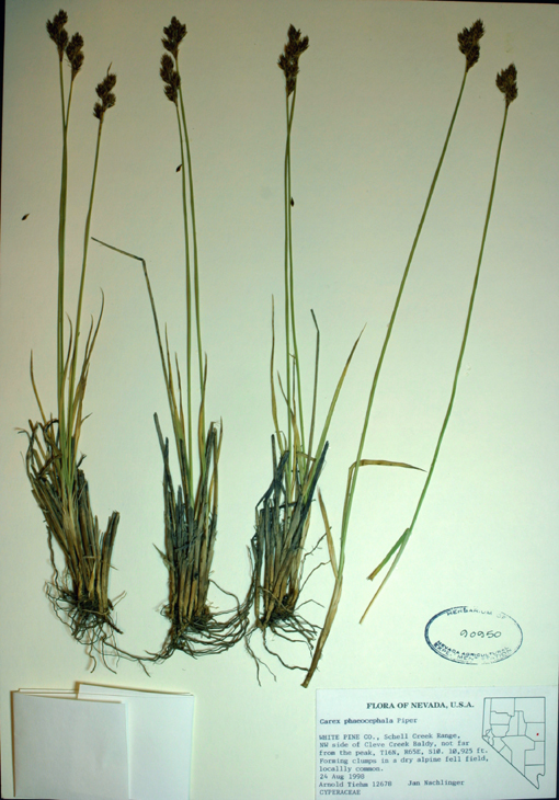 Image of dunhead sedge