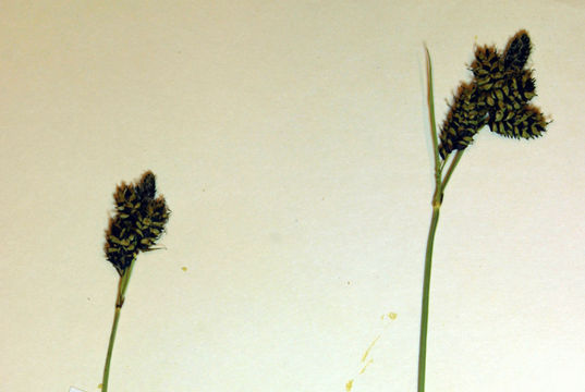 Imagem de Carex raynoldsii Dewey