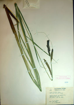 Image of Schott's Sedge