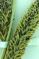 Image of Schott's Sedge