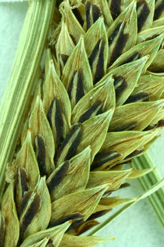 Image of Schott's Sedge