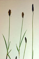 Image of western singlespike sedge