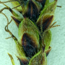 Image of western singlespike sedge