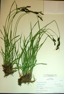 Image of Northwestern Showy Sedge