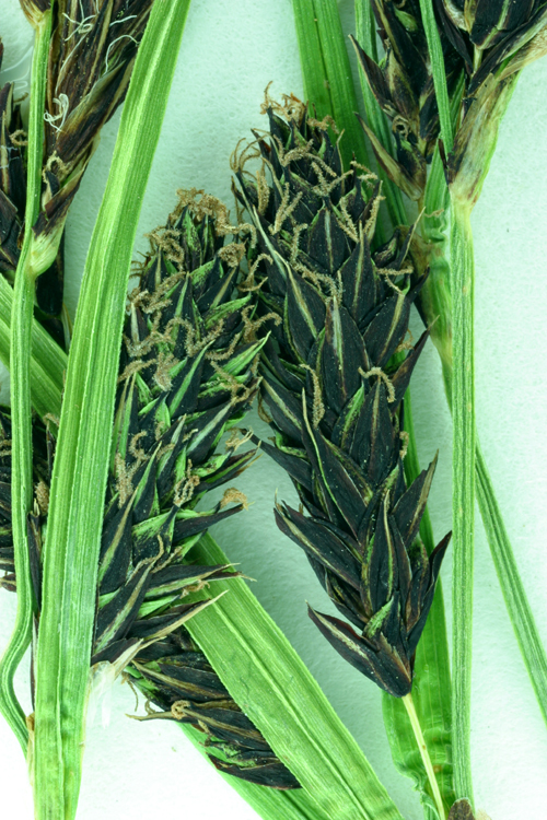 Image of Northwestern Showy Sedge