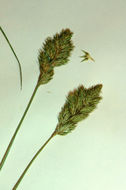 Image of narrowfruit sedge