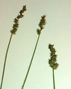 Imagem de Carex stipata Muhl. ex Willd.